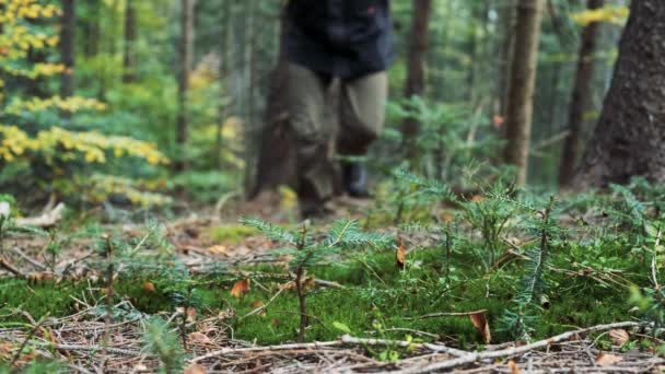 Close-up foco na bota ou caminhadas sapatos andando na floresta. — Vídeo de Stock