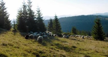 Koyun sürüsü arka plandaki dağ tepesinde kırsal alanda otluyor..