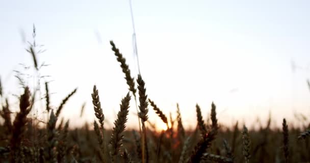 Olgunlaşan buğday tarlası gün batımına karşı. tarımsal iş kavramı. — Stok video