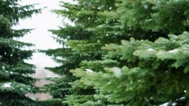 Snow 'un ormandaki köknar ağaçlarına düşüşüne yakın bir yerde. Noel tatili kış geçmişi. Yavaş çekim