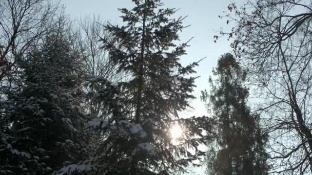 Kiefernfichte im Zauberwald Winter bei sonnigem Tag. — Stockvideo