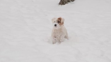 Karda oynayan sevimli Jack Russell köpeği. Kış eğlencesi. Yavaş çekim videosu