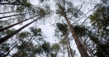 Sonbahar Ormanı 'nda Gökyüzünün Uzun Ağaç Gövdeleri Altındaki Kamera Görünümünü Taşı.