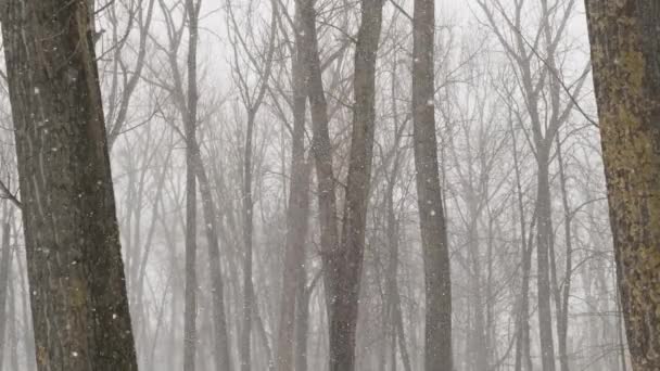 Copos de nieve cayendo en invierno, fondo oscuro y árbol. Movimiento lento — Vídeos de Stock