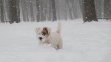 Karda oynayan sevimli Jack Russell köpeği. Kış eğlencesi. Yavaş çekim videosu. Sürüm 4