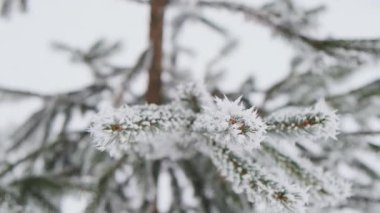Ormandaki köknar ağaçlarının dallarına kar yağıyor. Noel tatili kış geçmişi. Yavaş çekim