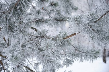 Ormandaki köknar ağaçlarının dallarına kar yağıyor. Noel tatili kış geçmişi. V3