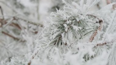 Ormandaki köknar ağaçlarının dallarına kar yağıyor. Noel tatili kış geçmişi. Yavaş çekim Vercion 2