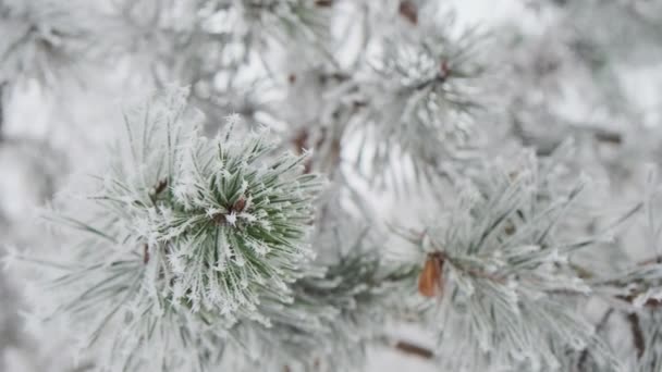 Snö vid granarna grenar sig i en skog. Jul semester vinter bakgrund. Långsamma rörelser Vercion 3 — Stockvideo