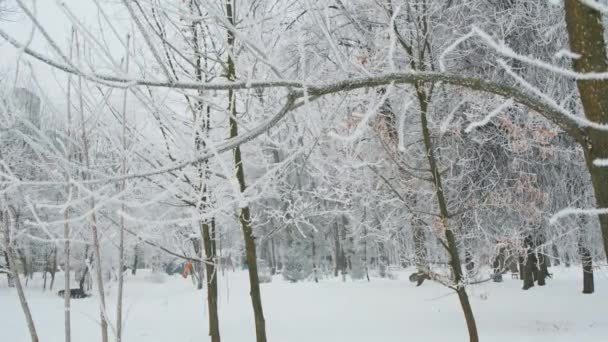 Snow at the fir trees branches in a forest. Slow motion Vercion 1 — Stock Video