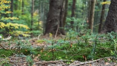 Yürüyüş botu giymiş turistlerin bacakları orman yolunda yürüyor. Yavaş çekim Vercion 1