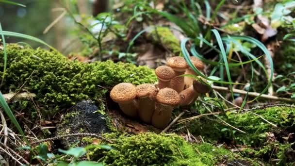 숲의 그루터기에 있는 버섯들. 닫아 — 비디오
