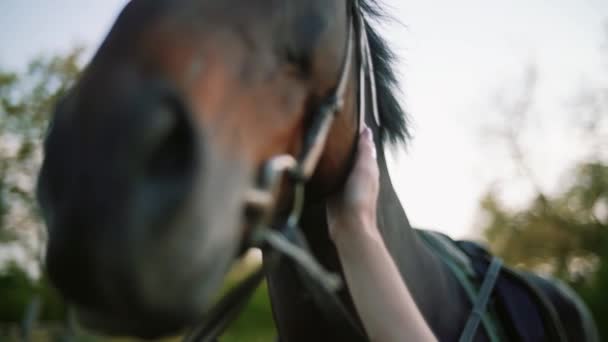 近距离观察一匹棕色的马的眼睛，妇女的手抚摩着马。马的枪口。慢动作 — 图库视频影像
