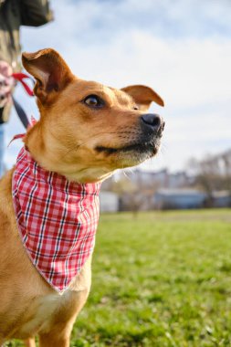 Hayvan portresi arkadaşı kızak köpek kızağı kameraya bakıyor..