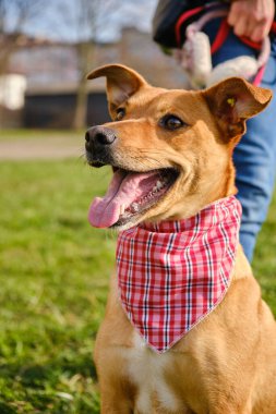 Hayvan portresi arkadaşı kızak köpek kızağı kameraya bakıyor. Sürüm 2