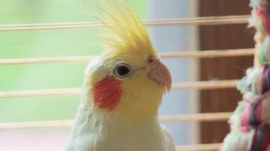 Evdeki kafeste sarı bir Corella papağanı portresi.