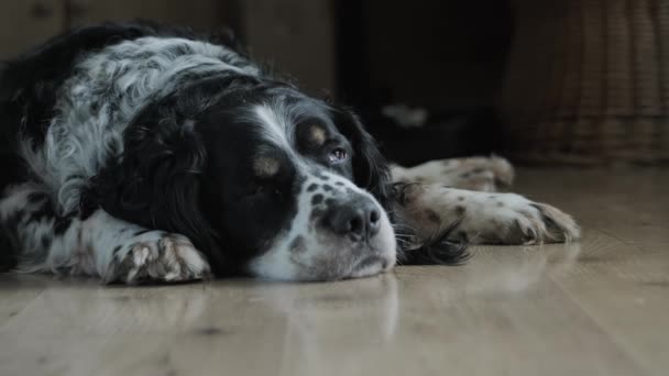Nagy fekete kutya feküdt a földön, és elaludt — Stock videók