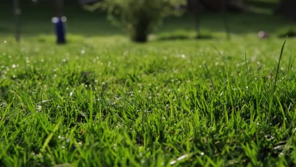 이슬 방울이 달린 푸른 잔디. 카메라는 가까이 이동 — 비디오