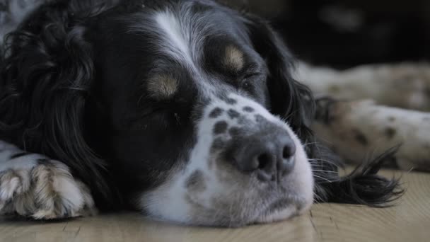 Nagy fekete kutya feküdt a földön és elaludt. Közelről. — Stock videók