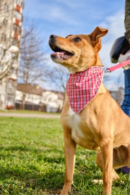 Hayvan portresi arkadaşı kızak köpek kızağı kameraya bakıyor. Sürüm 3