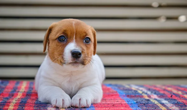 Mały piesek w studio. Portretowe zwierzątko. Szczeniak Jack Russell Terier siedzi na kolorowym kocu. Wersja 3 — Zdjęcie stockowe