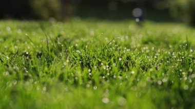 Çiy damlalı yeşil çimen. Kamera hareket ediyor. Yakın çekim.