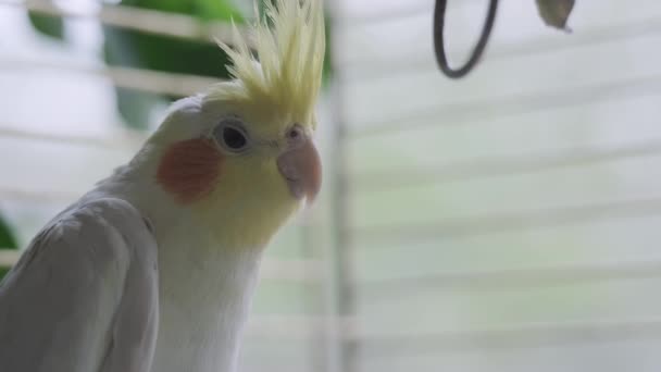 Portret van een gele corella papegaai in een kooi thuis. close-up schot — Stockvideo