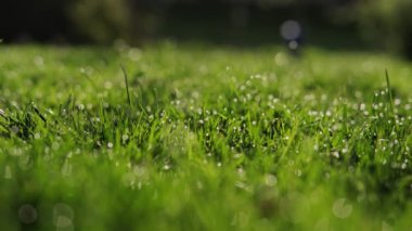 Çiy damlalı yeşil çimen. Kamera hareket ediyor. 3. versiyonu kapat.