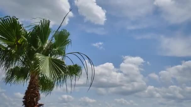 椰子棕榈在热带海滩的蓝天。时间流逝. — 图库视频影像
