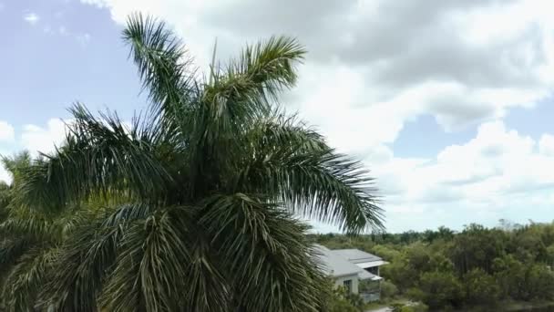 热带海滩蓝天的椰子树棕榈. — 图库视频影像