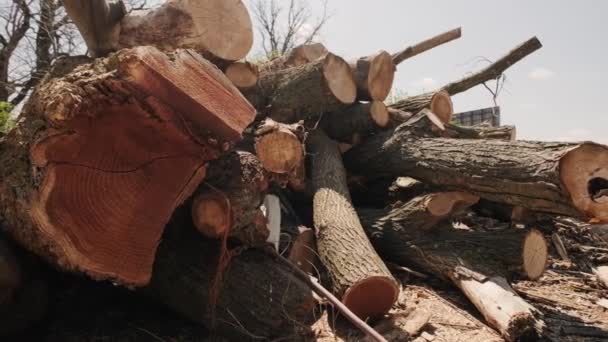 Close up Stapel von gehäckseltem Brennholz, rohe Baumstämme aus Rinde in einem Lager. Kamera verschieben — Stockvideo