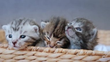 Üç Yeni Doğmuş Gri Kedi Sepette Oturuyor