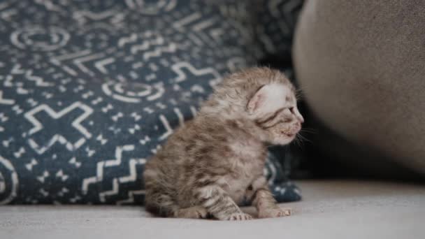 Vista de cerca de un pequeño gatito gris recién nacido está sentado solo — Vídeos de Stock