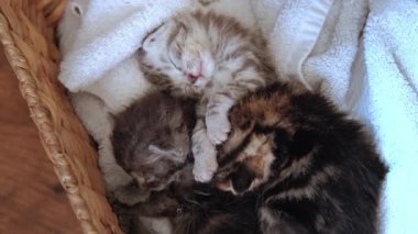 Üç Yeni Doğmuş Gri Kedi Yavrusu 'nun Sepette Uyumaları İçin Yakın Bakış