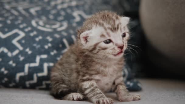 Close up retrato de um pequeno gatinho cinza recém-nascido está sentado sozinho — Vídeo de Stock