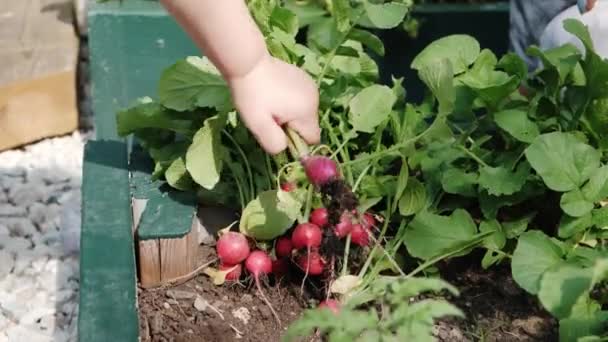 Gros plan Une main d'enfant met un radis juste cueilli du jardin — Video