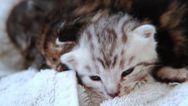 Manzarayı kapat. Üç küçük kedi yavrusu yakın zamanda bir sepetin içinde birlikte uyuyorlar. — Stok video