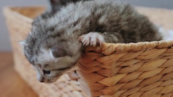 Cámara lenta y vista de cerca del retrato de tres gatitos grises recién nacidos sentados en una cesta — Vídeos de Stock