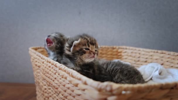 Vista de cerca. Retrato de tres gatitos grises recién nacidos sentados en una cesta en cámara lenta — Vídeos de Stock