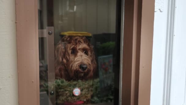 Un perro marrón solitario mira por la ventana y espera al dueño — Vídeos de Stock