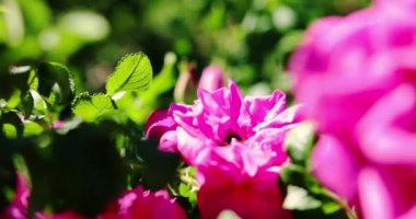 Arıların ve yaban arılarının polen toplamasını yakından izleyin. Yavaş çekim