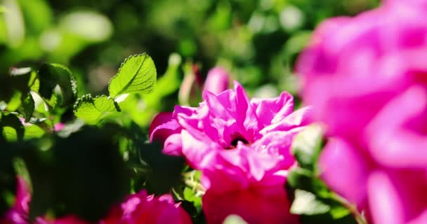 ミツバチとバンブルビーの密接な眺めは、花粉の動きの減速を収集します。スローモーション — ストック動画