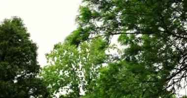 Rüzgardaki Ağaç 'ın yakın görüntüsü. Güçlü rüzgarlı hava