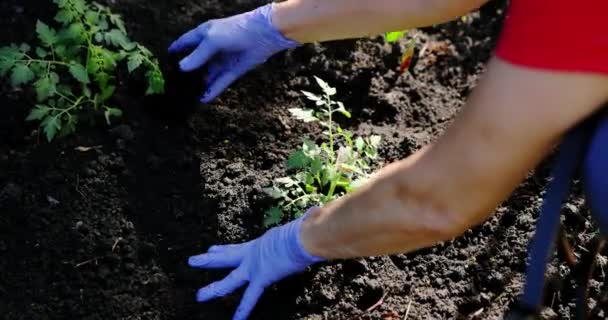 Vista de perto das mãos do agricultor plantando a planta cultivada de sementes de tomate no solo na horta. — Vídeo de Stock