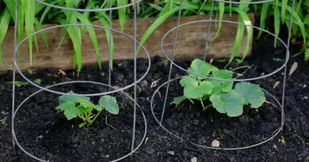 Vista de cerca de las plántulas de tomate plantadas en el jardín — Vídeos de Stock