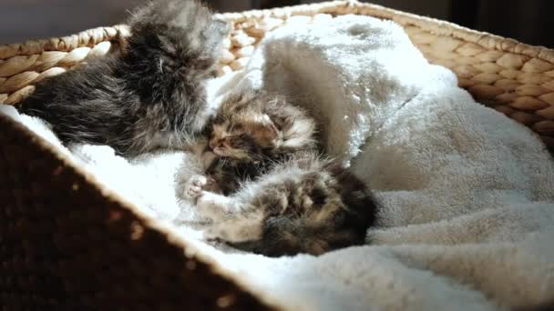 Lassú mozgás és közeli kilátás Portré -ból két kicsi újszülött szürke cica alvás -ban egy kosár — Stock videók