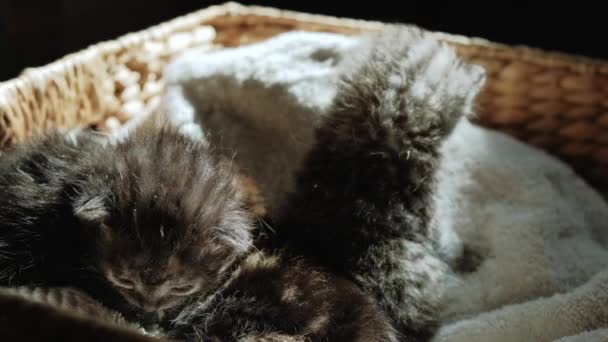 Медленное движение и близкий обзор Портрета новорожденных серых котят спят в корзине — стоковое видео
