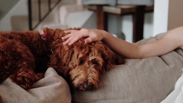 Egy barna labrador portréja, amint a kanapén fekszik, és egy gyerekkéz simogatja. — Stock videók