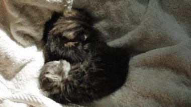 Yavaş çekim ve gündüz vakti Sepette Oturan İki Yeni Doğmuş Gri Yavru Kedi Portresi 'nin üst görüntüsünü kapat.