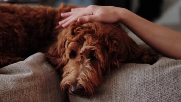 Close up Portræt af en brun labradoodle liggende på sofaen og strøget af en barns hånd – Stock-video